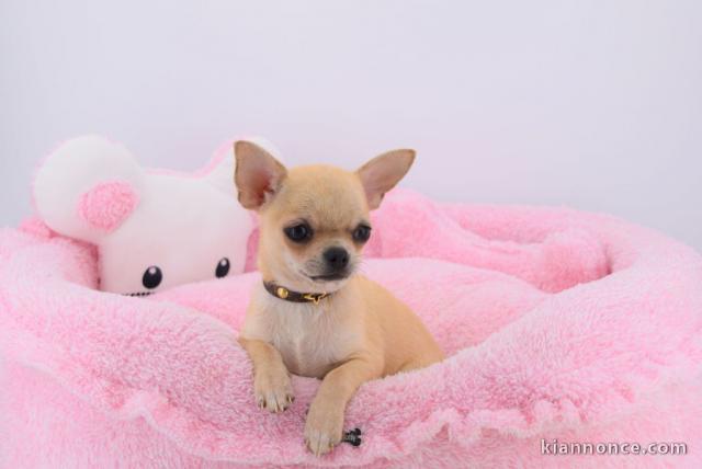 Je cèdes chiot chihuahua femelle creme