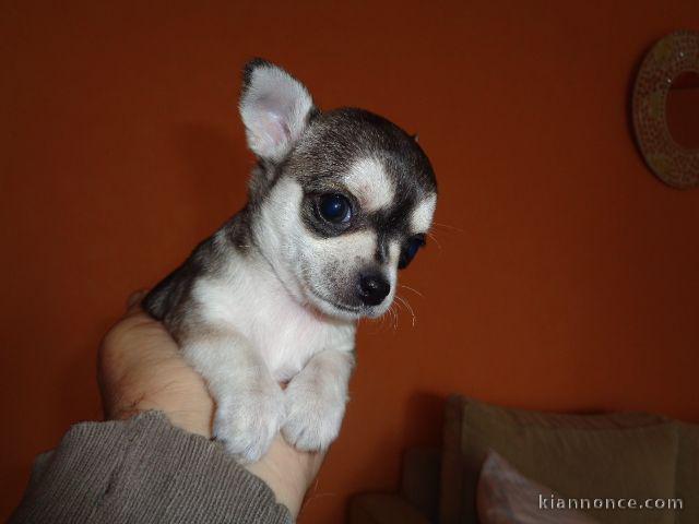 chiot chihuahua femelle age de 4 mois