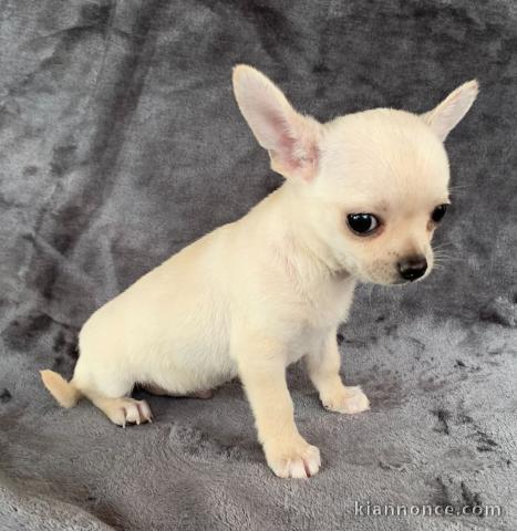 chiot chihuahua femelle age de 4 mois