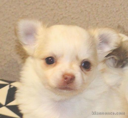 chiot chihuahua femelle age de 4 mois