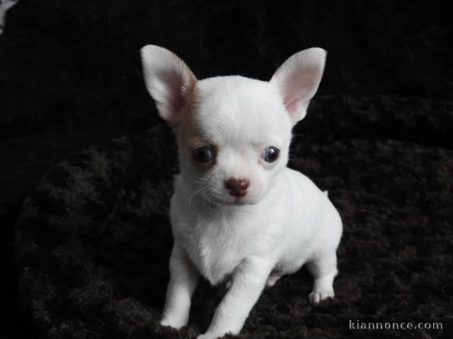 chiot chihuahua femelle age de 4 mois