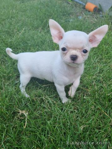 chiot chihuahua femelle age de 4 mois