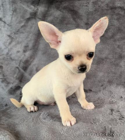 chiot chihuahua femelle age de 4 mois