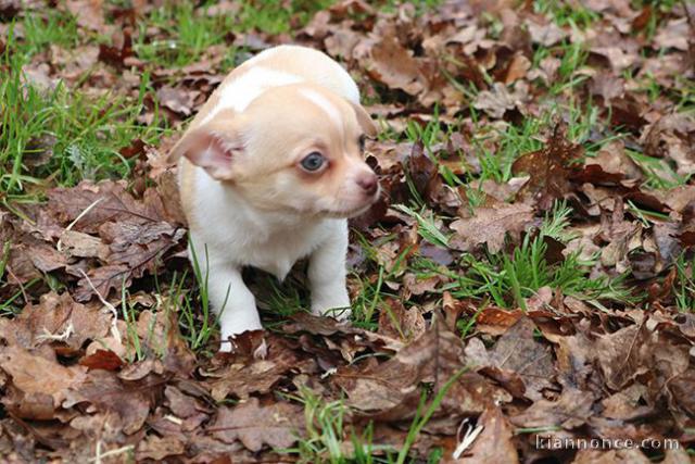 chiot chihuahua femelle age de 4 mois