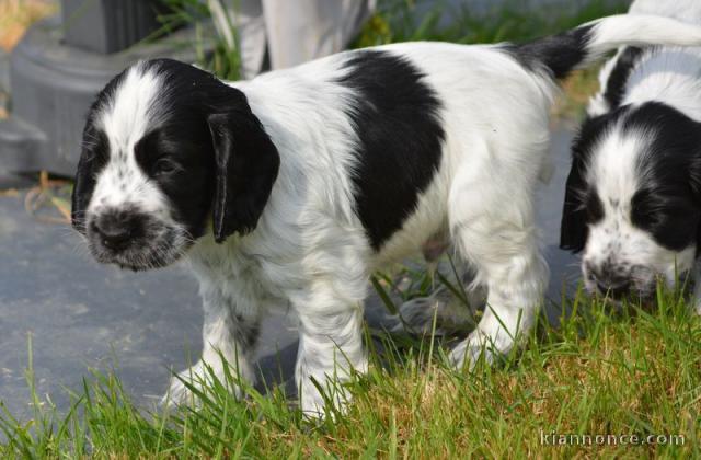 chiots cocker anglais femelle et male a donner