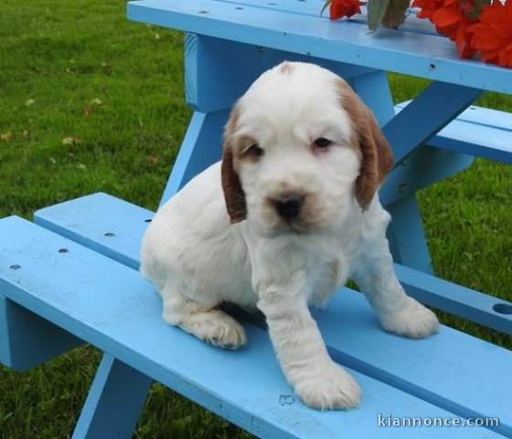 chiots cocker anglais femelle et male a donner