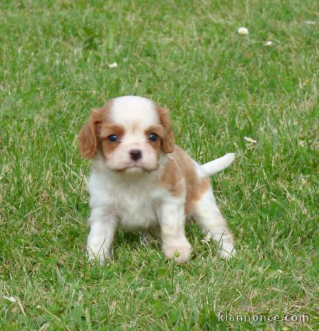 Chiots Cavaliers King Charles a donner