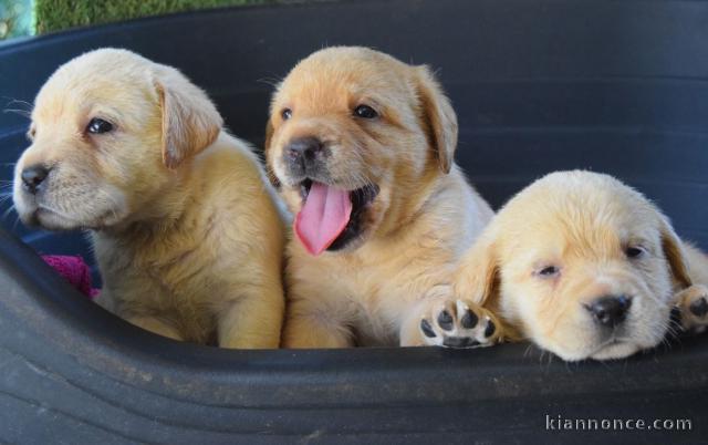 Don Chiots labradors femelle et mâle disponible