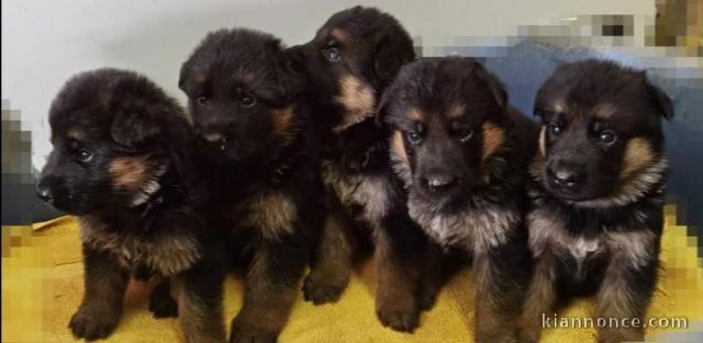 A donner chiots Berger allemand femelle et mâle