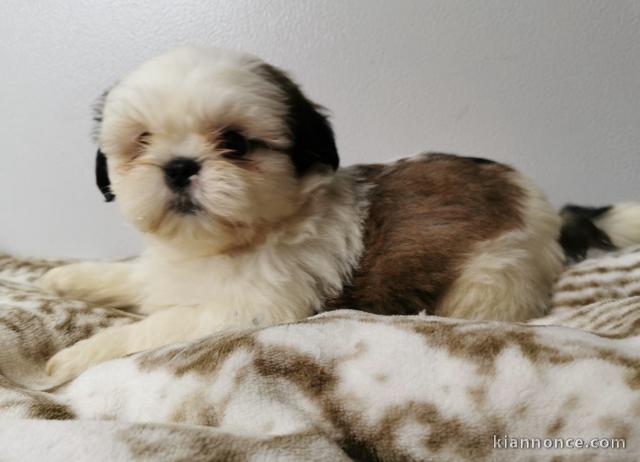 Adorables chiots Shih tzu