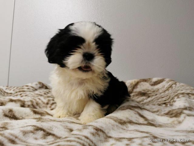 Adorable chiot Shih tzu