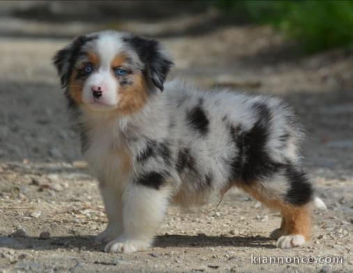 chiots berger australiens a donner