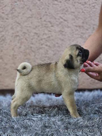 Carlin chiots à vendre