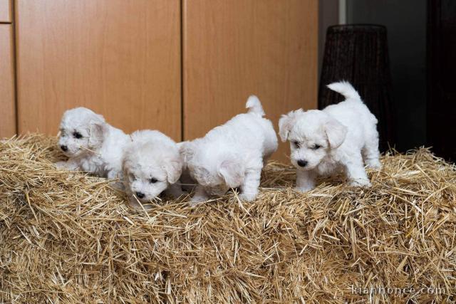 Bichon Frisé chiots à vendre