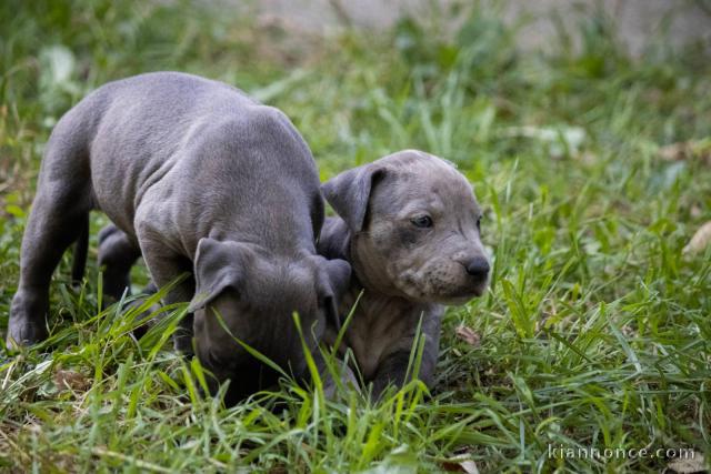 Pit-bull terrier américain chiots