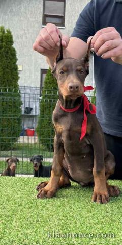 Dobermann chiots à vendre