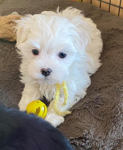 Chiots Bichon Maltais a donner