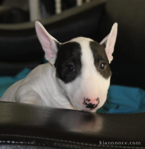 Mini Bull Terrier chiots