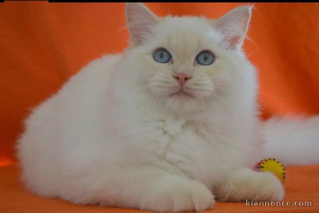 chaton Ragdoll agé de 3 mois a donner