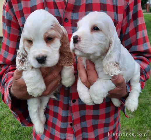 Cocker anglais chiots