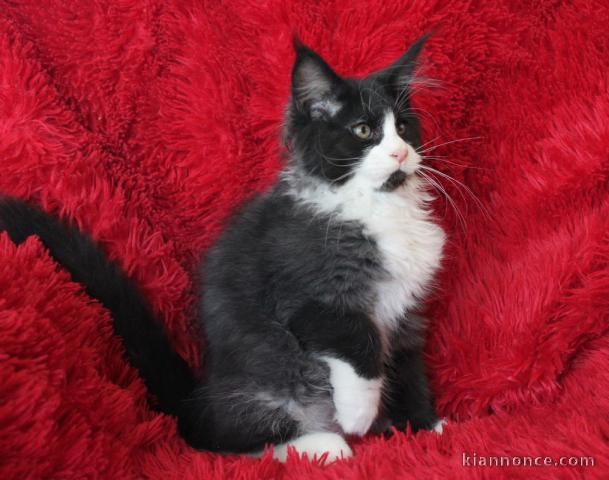 Chaton Maine coon pour adoption