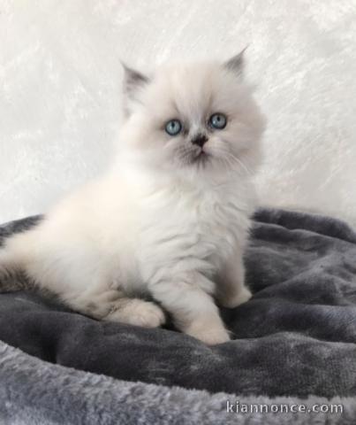 chaton Highland Fold pour adoption