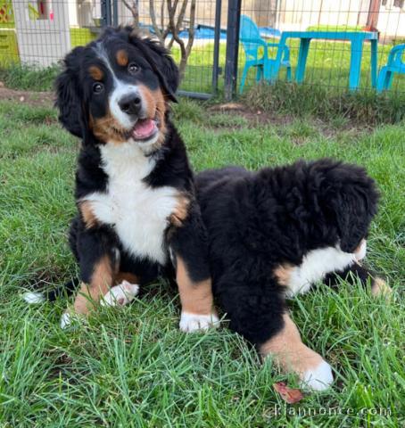 Chiot Bouvier Bernois pour adoption urgent