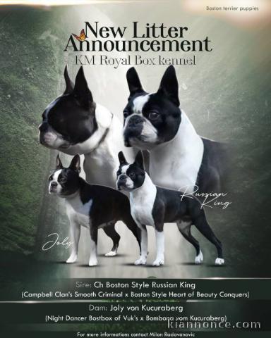 Boston Terrier chiots à vendre