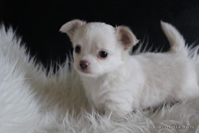 Magnifique chiot chihuahua femelle à donner