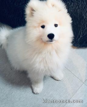 Chiots samoyede pedigré a donner