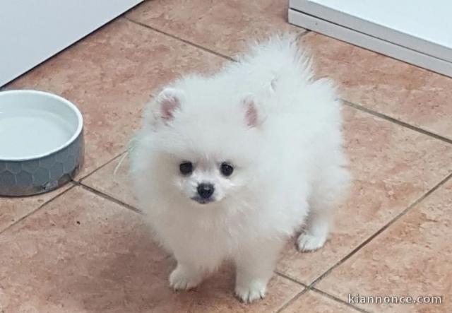 Chiots Spitz allemand nain a donner