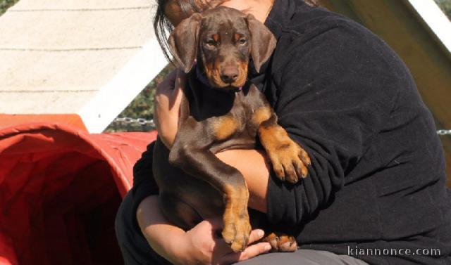 Magnifique chiots dobermann a donner