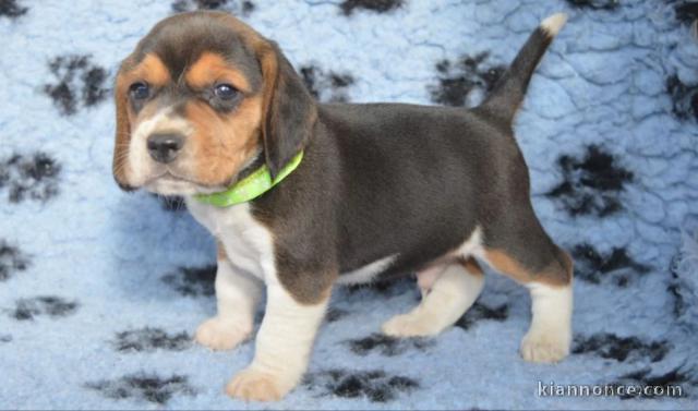 chiot Beagle a donner