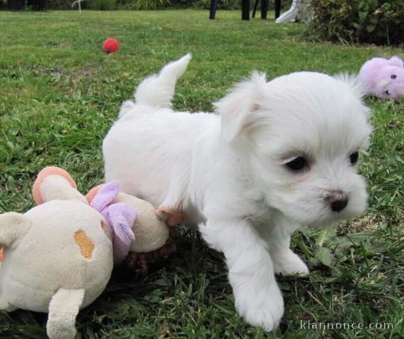 Chiots Bichon Maltais a donner