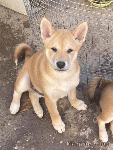 Shiba Inu chiots à vendre