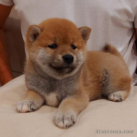 Shiba Inu chiots à vendre