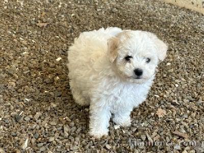 magnifique chiots bichon fraise à adopter