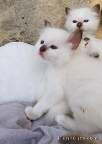 Magnifique Chaton sacré de Birmanie a l\