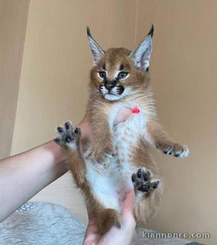 des chatons serval,caracal et savannah F1