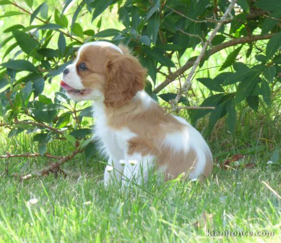 Chiots Cavalier King Charles