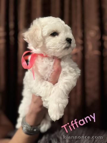 Bichon Frisé chiots à vendre