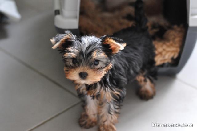 chio Adorable chiot Yorkshire Terrier femelle 