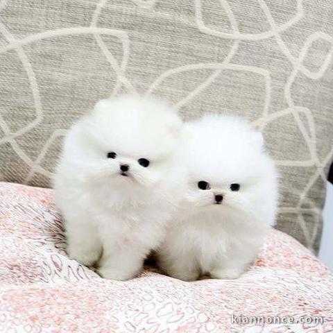 petits chiots teacup pomeranian lof