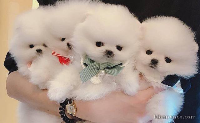 Mignons petits spitz nain lof