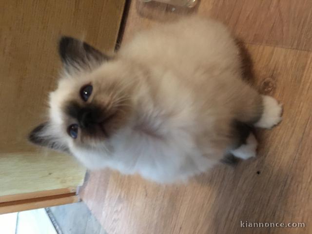 Je cède à contre cœur mes chatons Sacré de Birmanie. Les bébés so