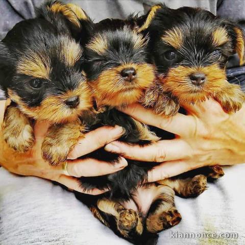 chiot de race Yorkshire Terrier a donner 