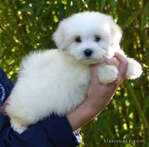 Chiot femelle/mâle coton tuléar à donner