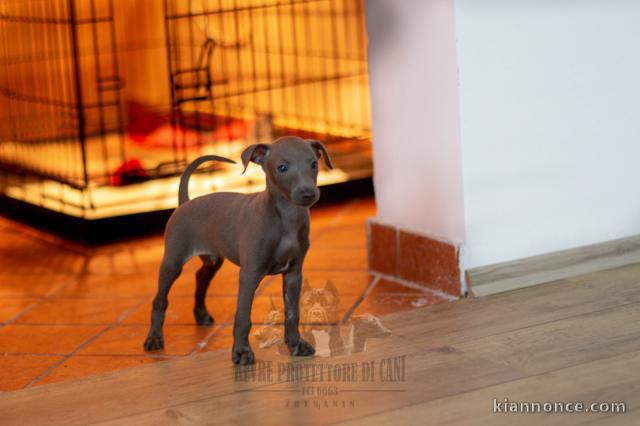 Lévrier italien chiots à vendre