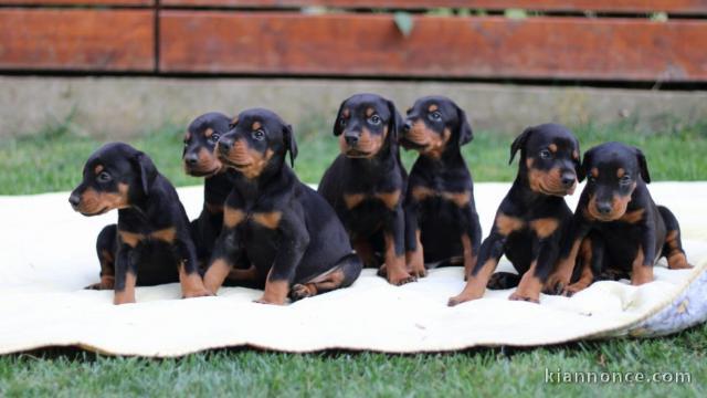 DOBERMAN chiots à vendre