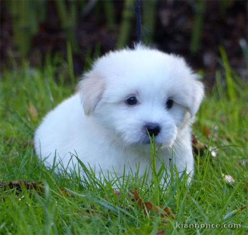 chiot Coton de Tulear a donner